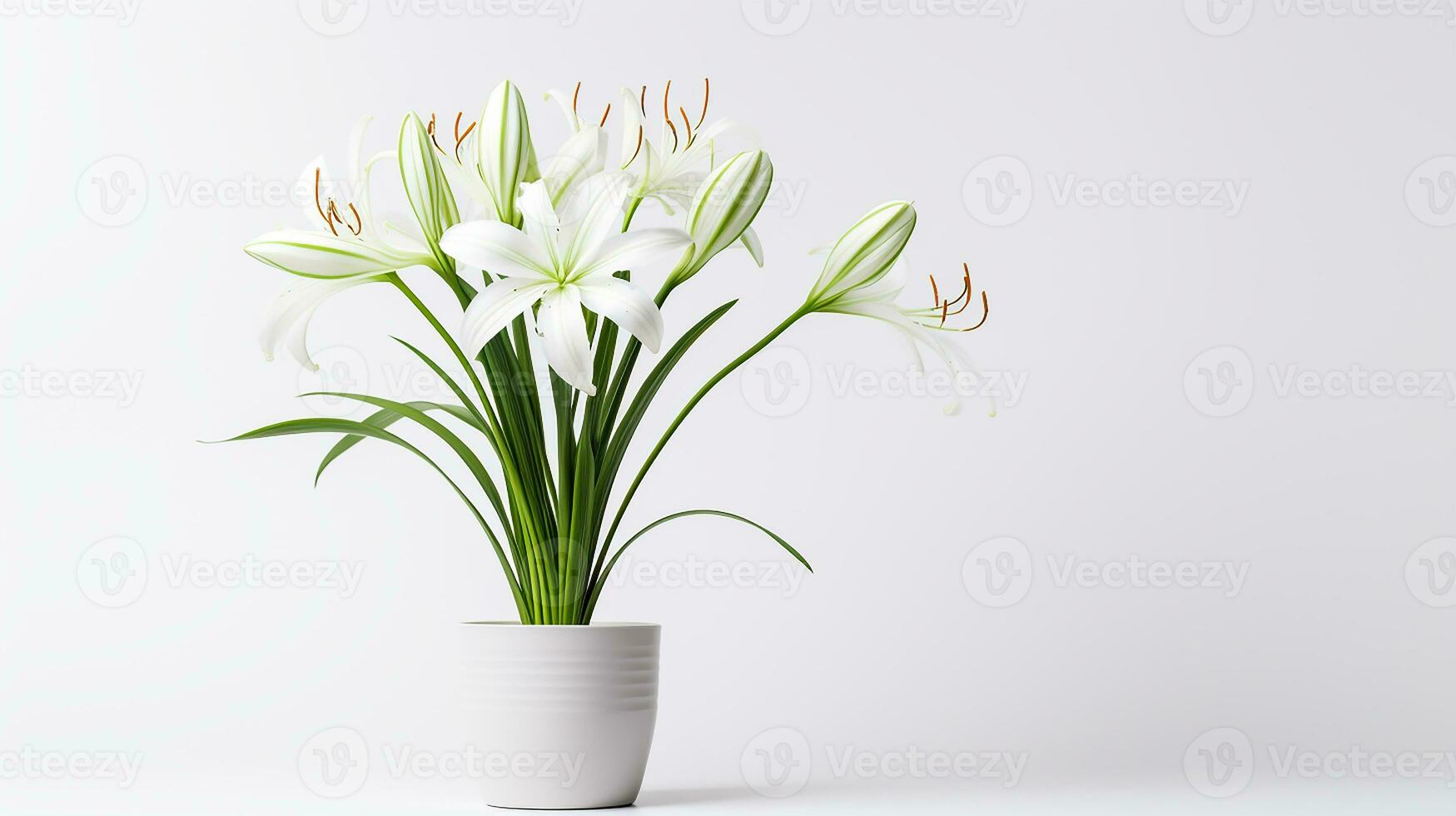 foto di ragno giglio fiore nel pentola isolato su bianca sfondo. generativo ai