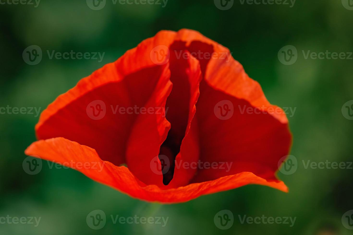 natura. papavero. papavero rosso nel campo estivo. fiori estivi. foto