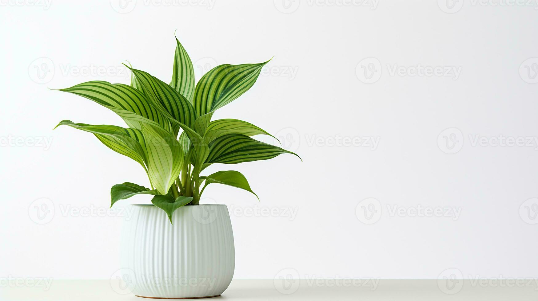 foto di hosta fiore nel pentola isolato su bianca sfondo. generativo ai