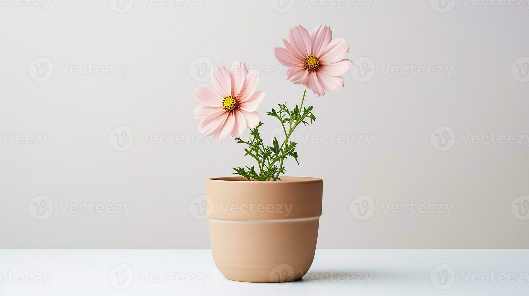 foto di cosmo fiore nel pentola isolato su bianca sfondo. generativo ai