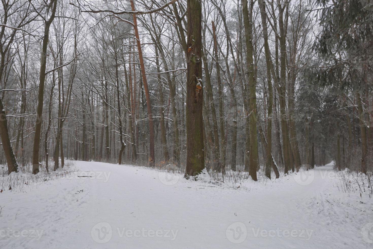 paesaggio forestale invernale foto