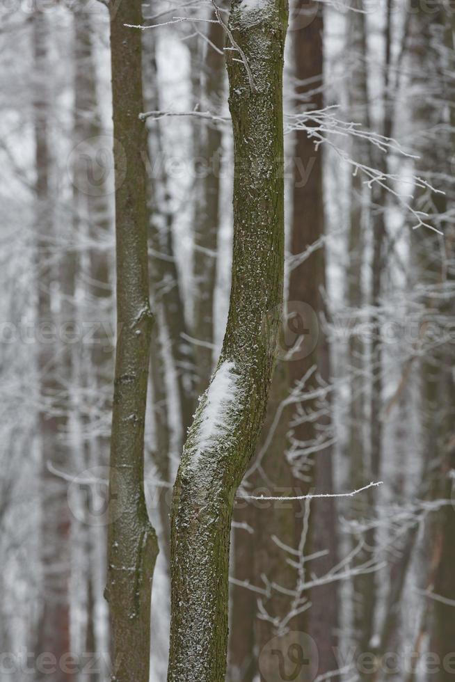 sfondo della foresta invernale innevata foto