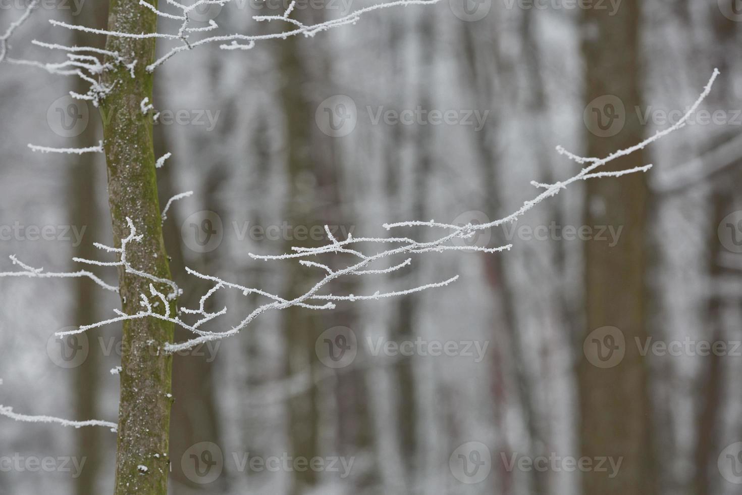 sfondo della foresta invernale innevata foto