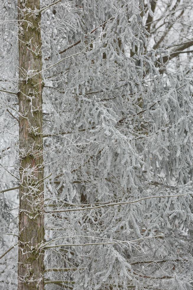 sfondo della foresta invernale innevata foto