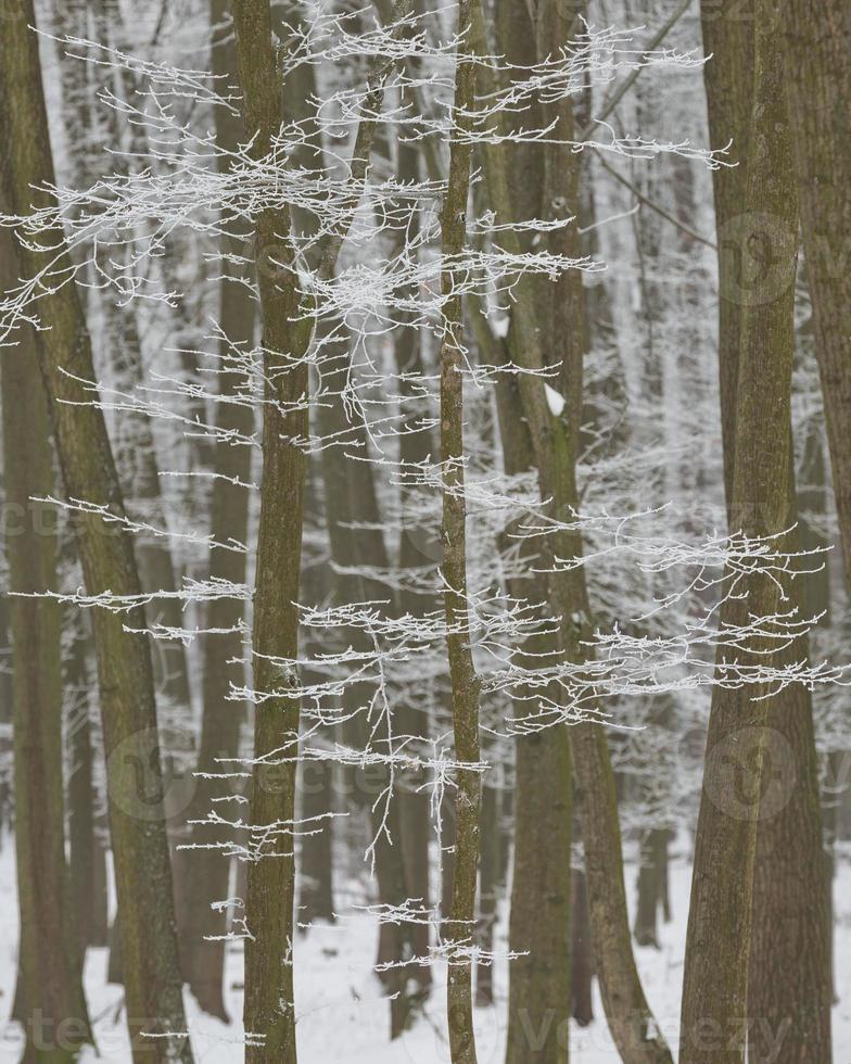 sfondo della foresta invernale innevata foto