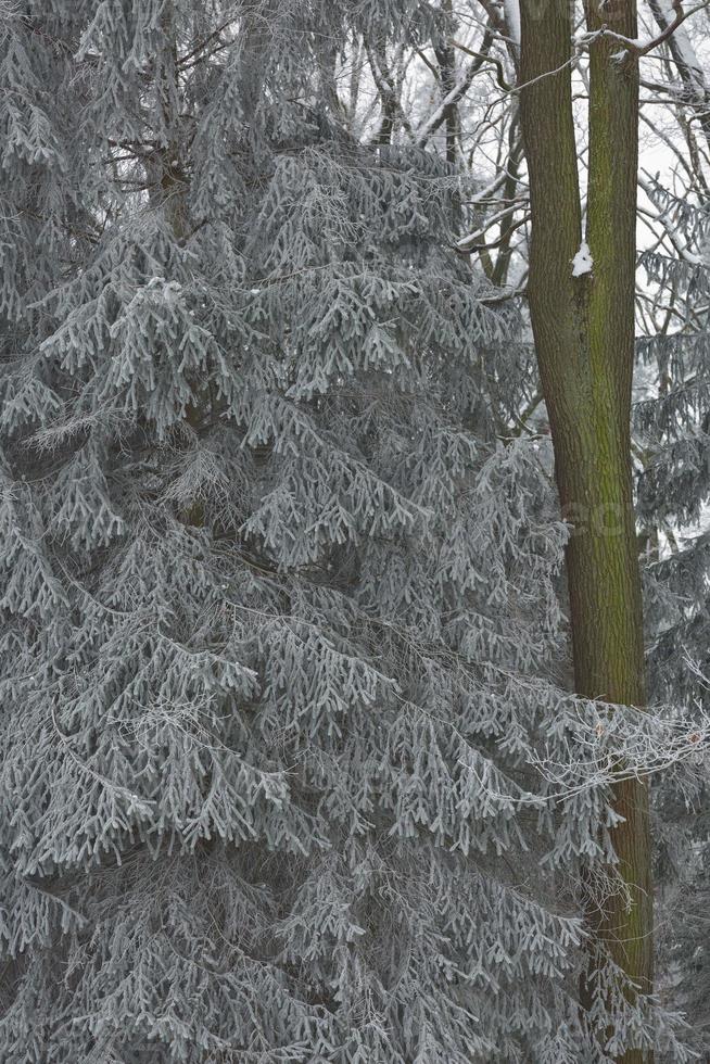 sfondo della foresta invernale innevata foto