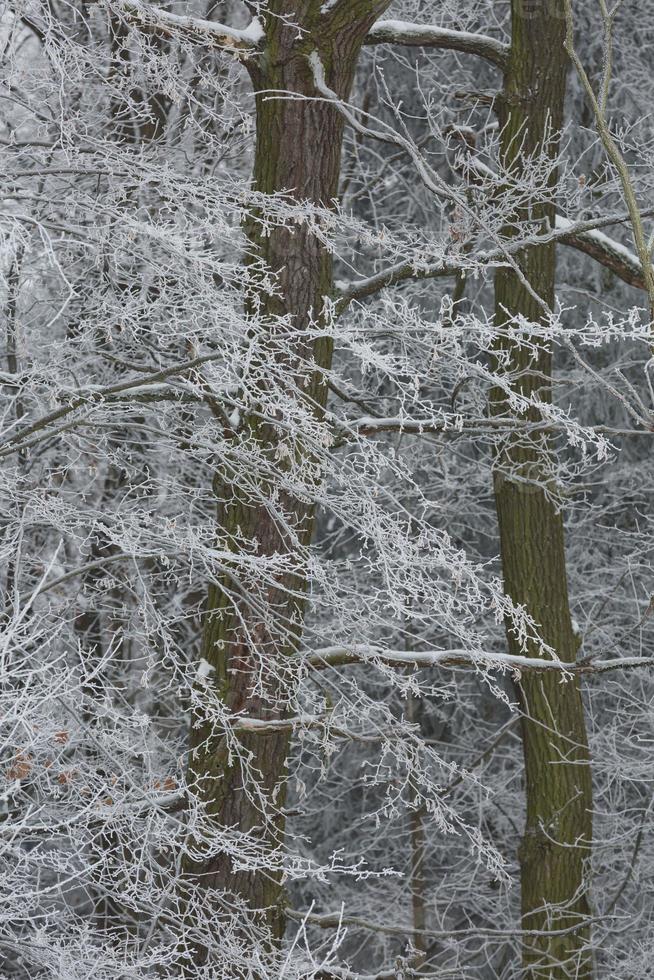 sfondo della foresta invernale innevata foto