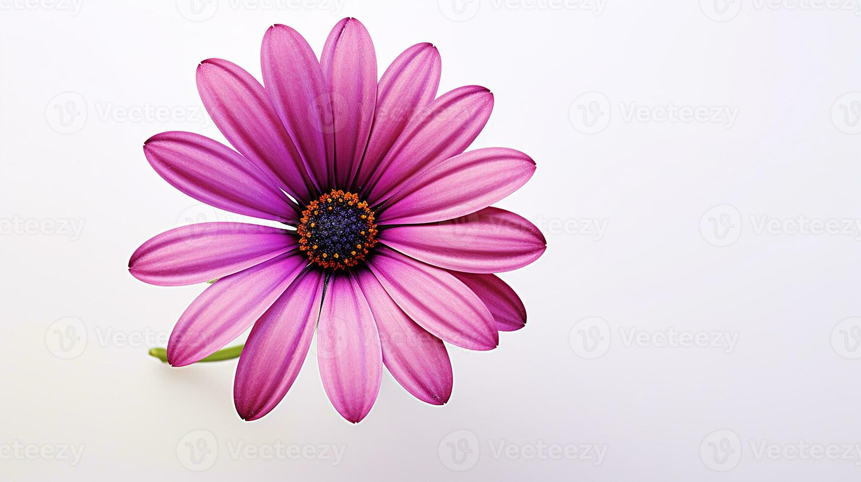 foto di bellissimo osteospermum fiore isolato su bianca sfondo. generativo ai