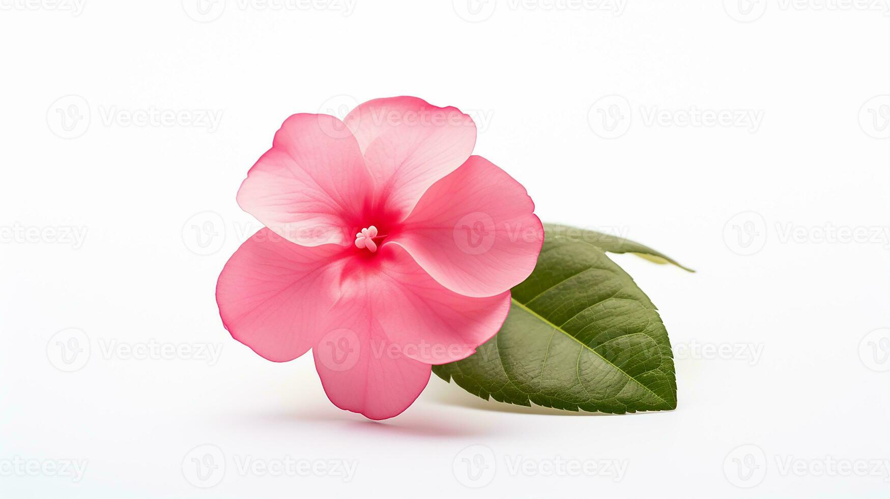 foto di bellissimo impatiens fiore isolato su bianca sfondo. generativo ai