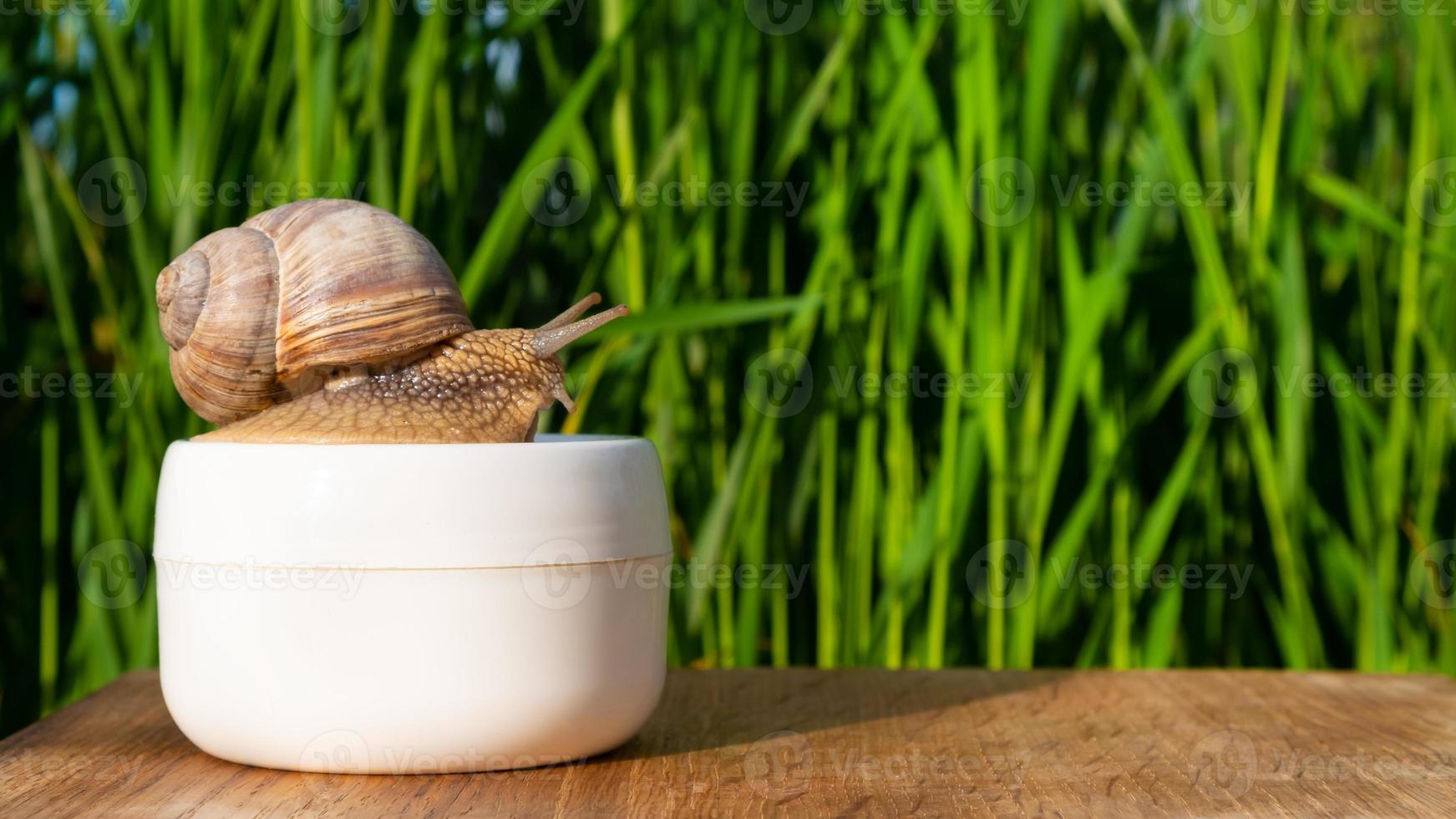 lumaca su un barattolo di crema con mucina nello spazio della copia del giardino estivo, cura della pelle di bellezza foto