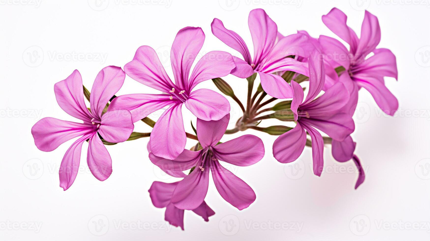 foto di bellissimo strisciante phlox fiore isolato su bianca sfondo. generativo ai