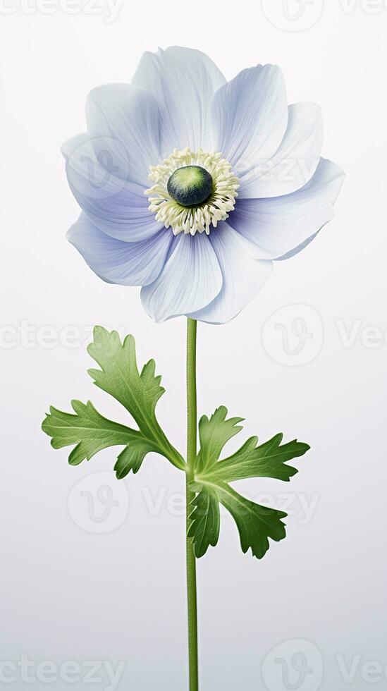 foto di bellissimo anemone fiore isolato su bianca sfondo. generativo ai