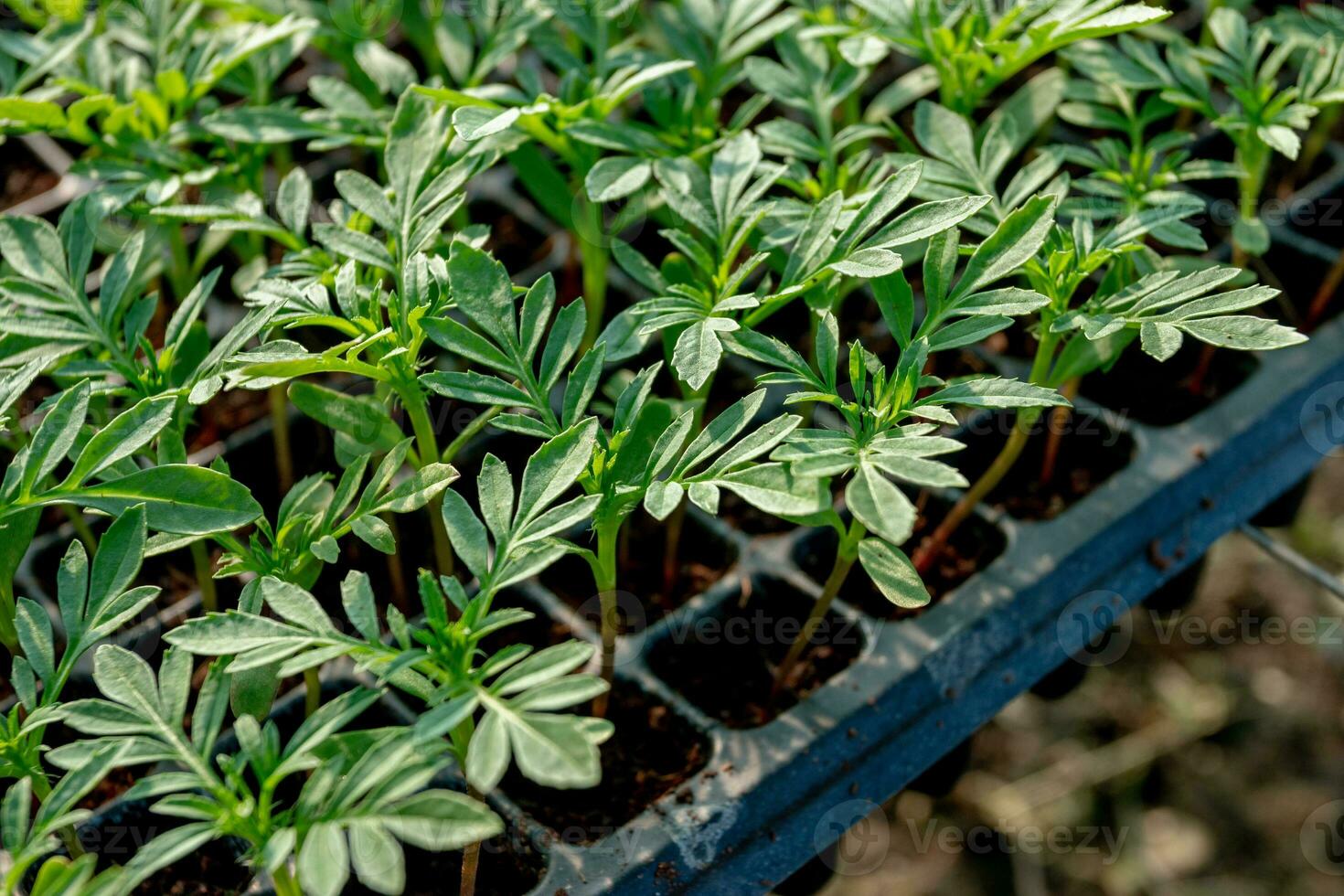 piccolo piantine nel il piantare vassoio per cibo scopi e giardino decorazioni foto