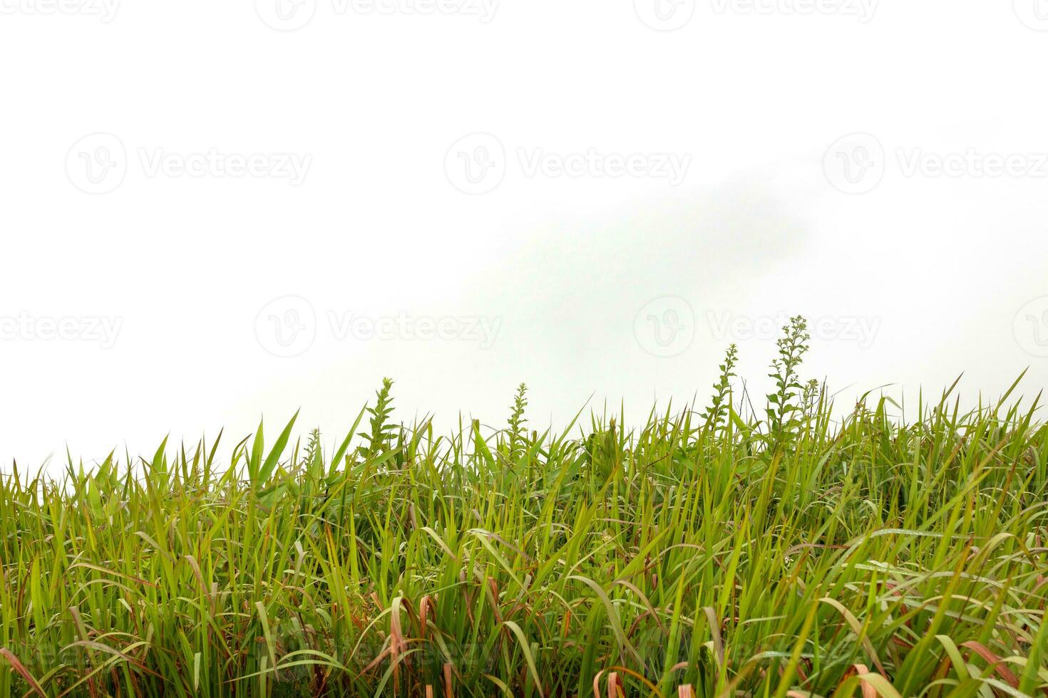 verde erba frontiere. alto verde fresco erba isolato su bianca sfondo. foto