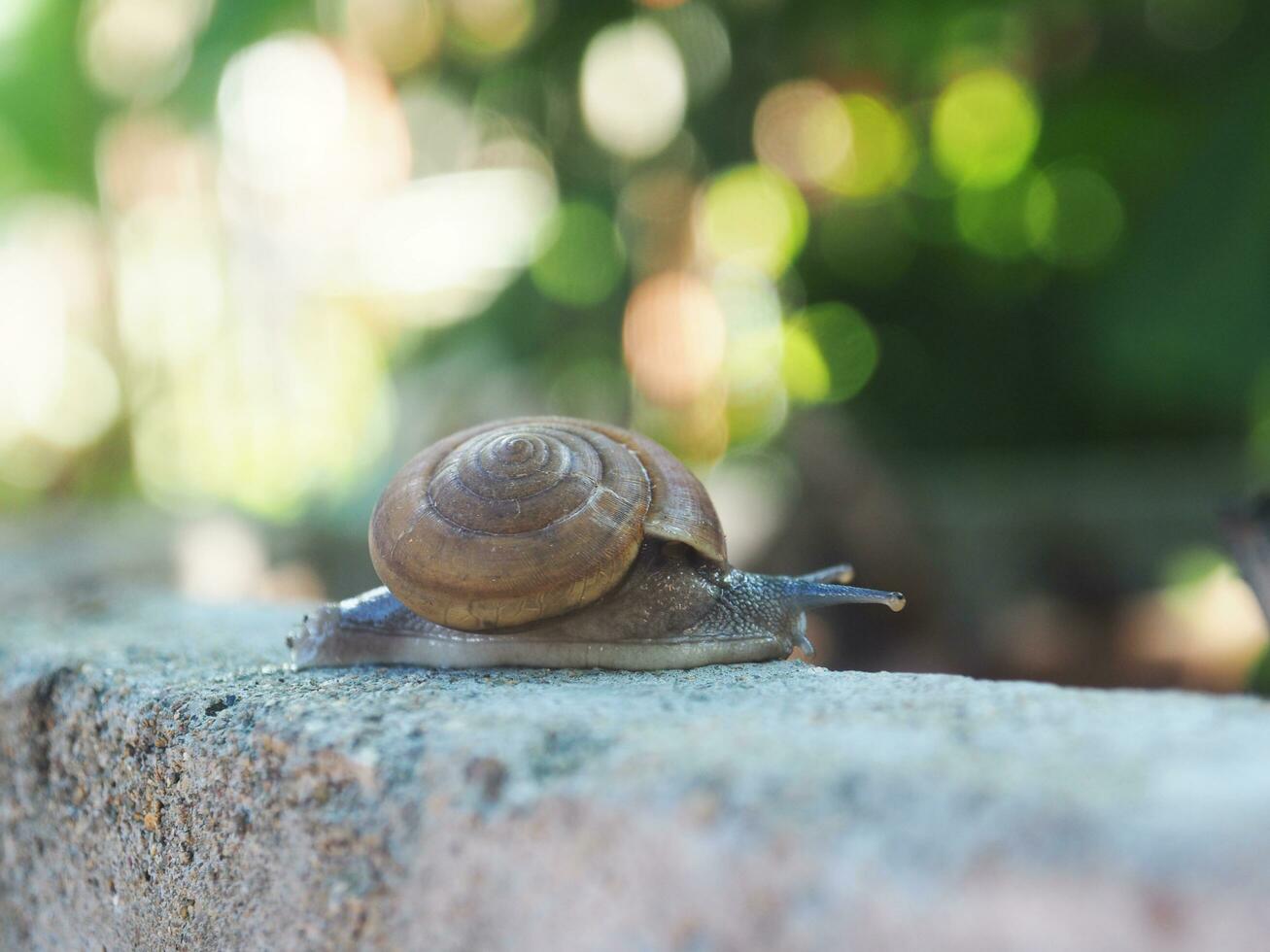 lumaca lento in movimento su roccia con bokeh sfondo foto