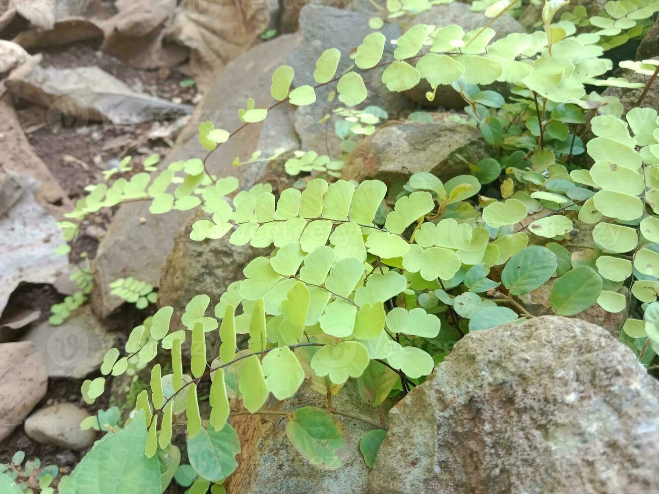 tropicale pianta le foglie viti viti su il rocce avere un' bellissimo verde colore, albero tronchi. foto