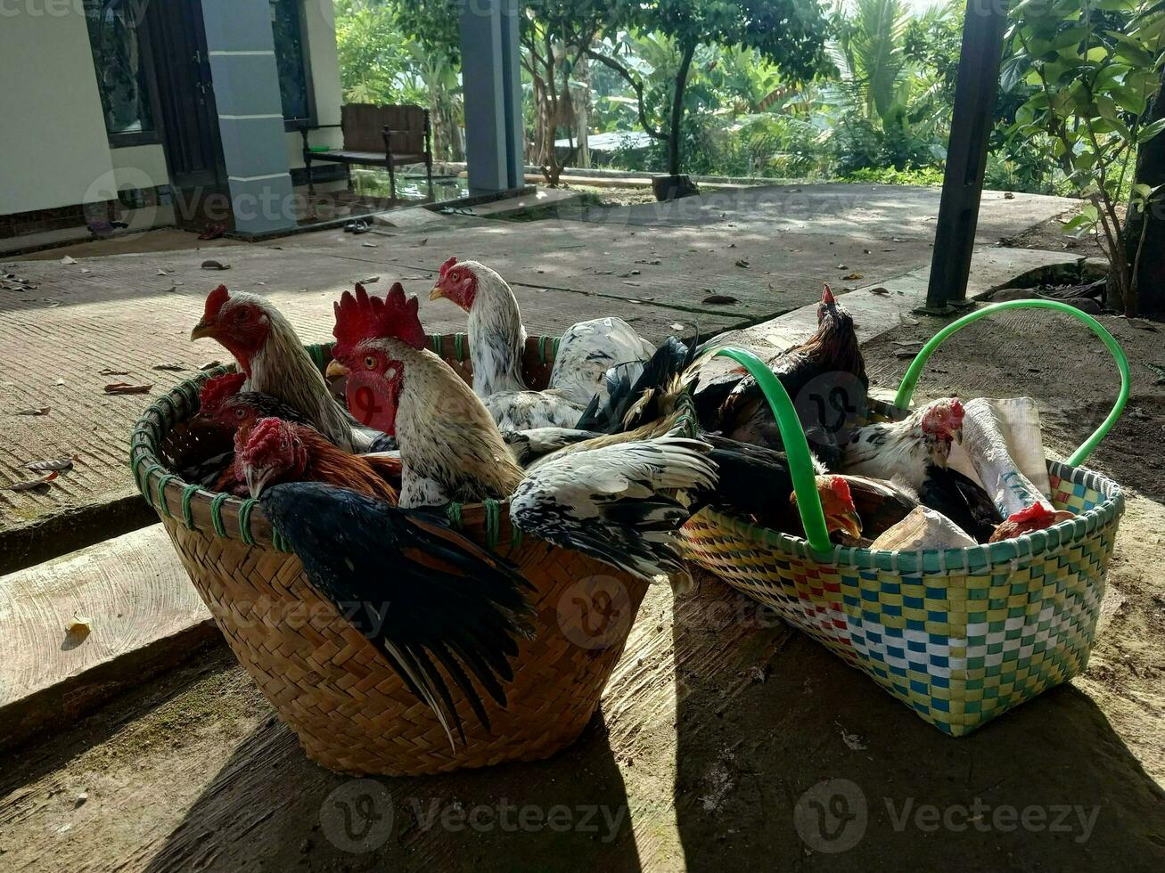 mucchio di galli disposte nel un' contenitore. tipi di polli quello siamo spesso trovato nel rurale Indonesia. foto