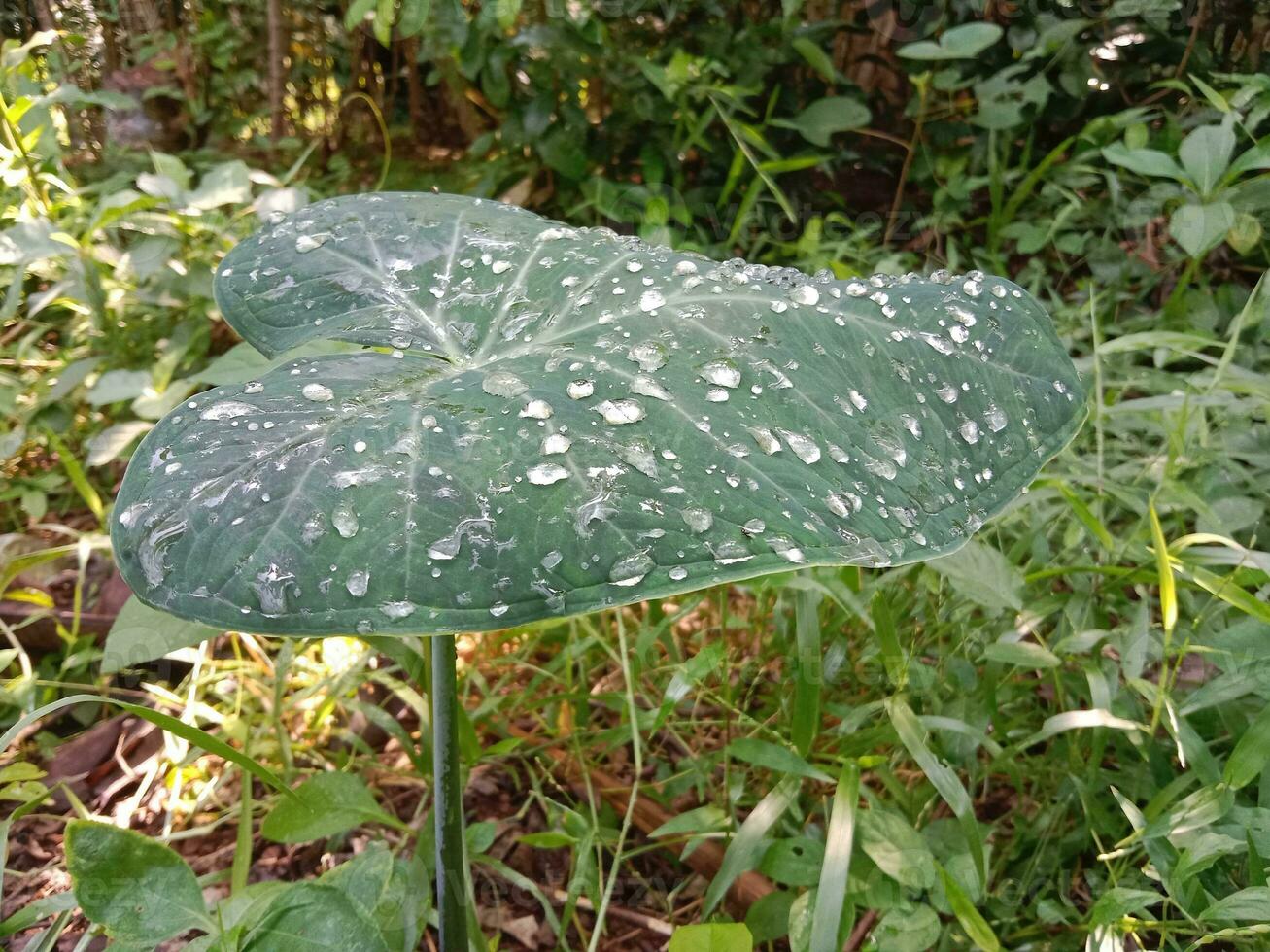 grande verde foglia con gocce di mattina rugiada. tipi di tropicale impianti, arbusti. foto