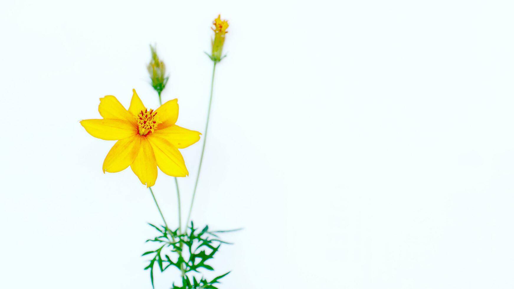 bellissimo fiore su un' bianca sfondo foto