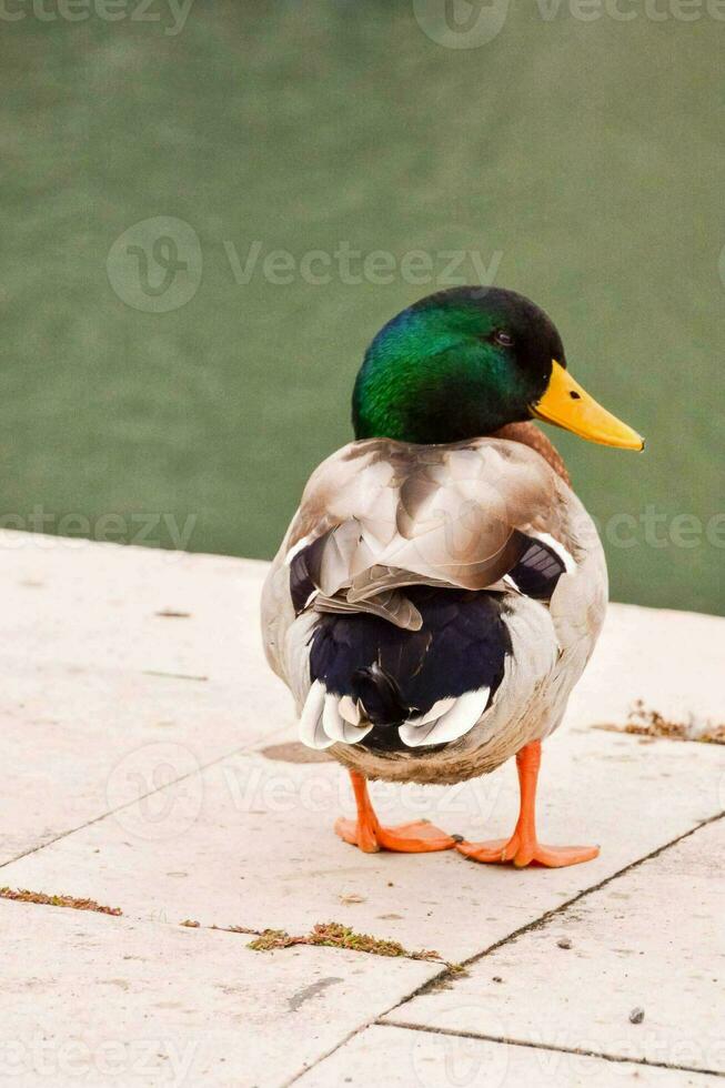 un' anatra in piedi su un' cemento passerella vicino un' corpo di acqua foto