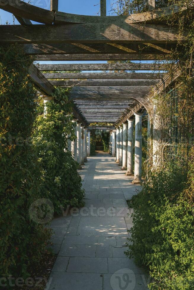 Visualizza di pianta rampicante impianti copertura vecchio colonnato a il collina giardino e pergola foto