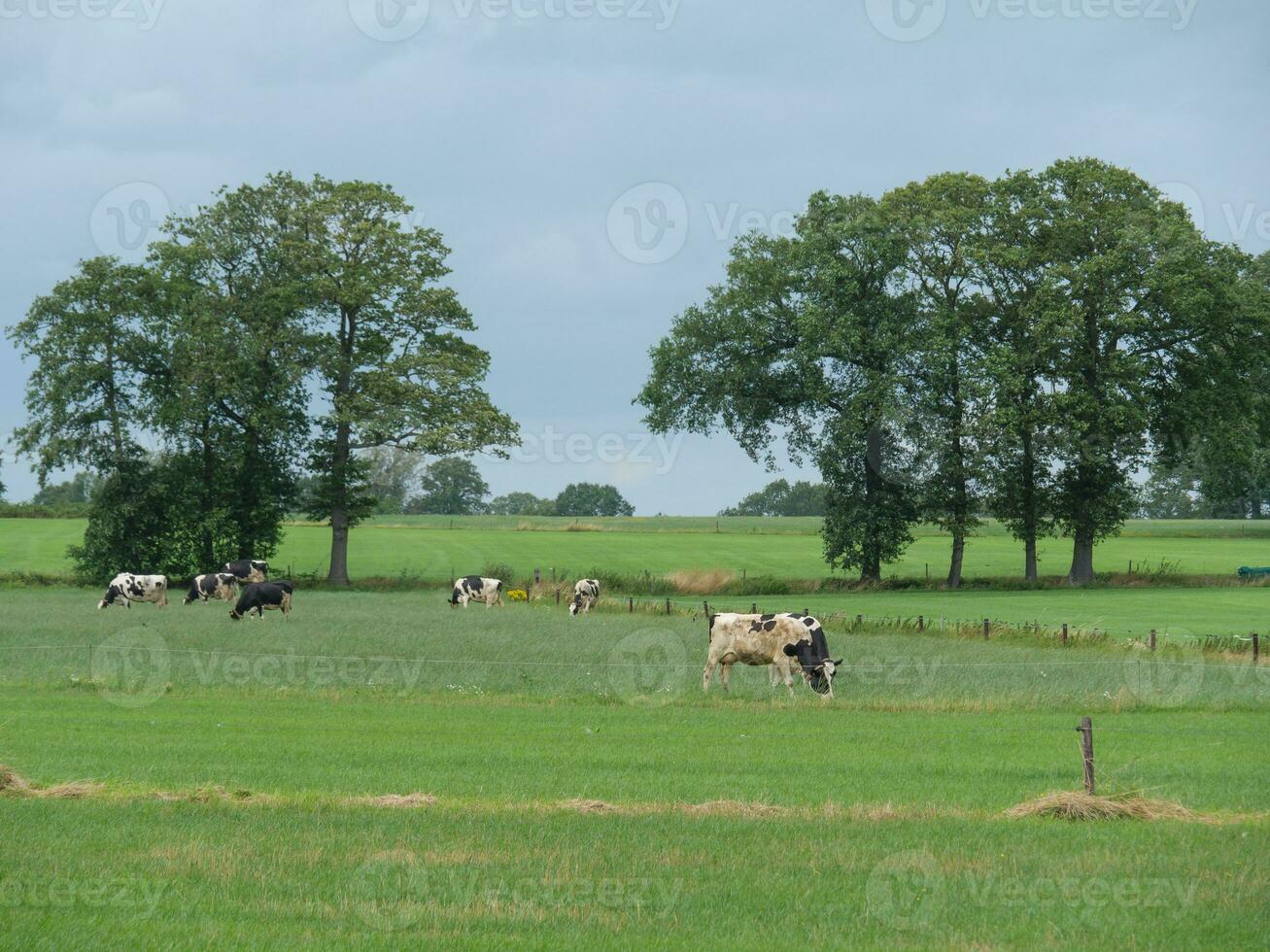 estate tempo nel il Olanda foto