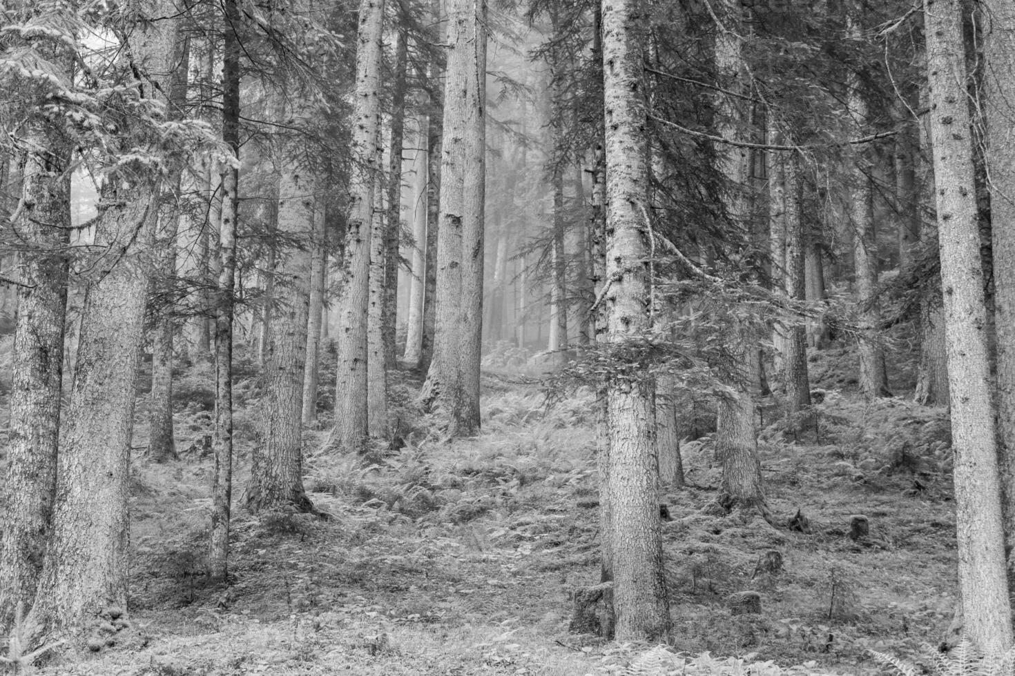 estate tempo nel Austria foto