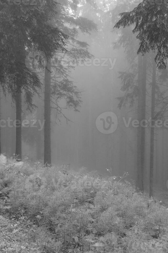 nel il austriaco Alpi foto