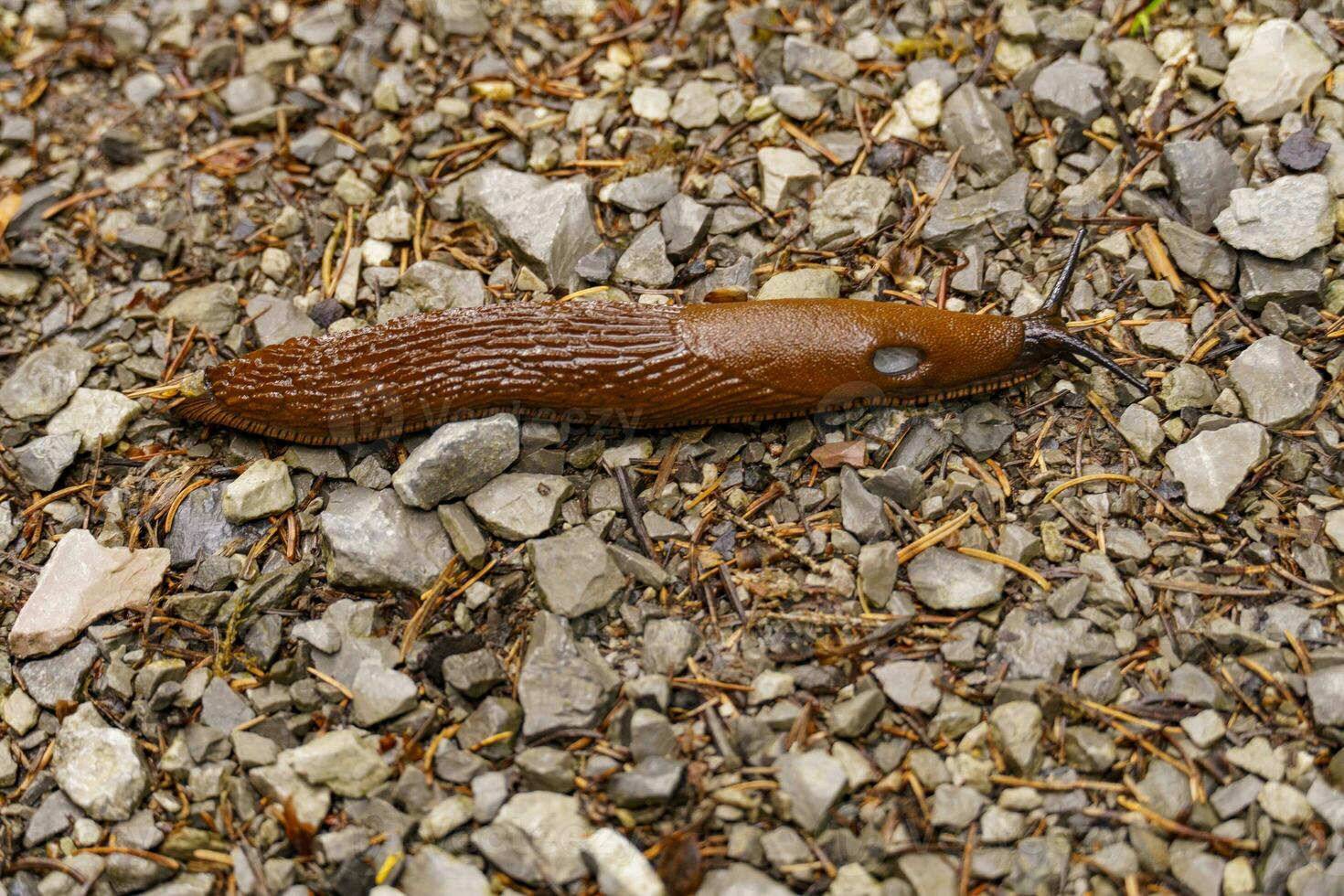 escursioni a piedi nel Austria foto