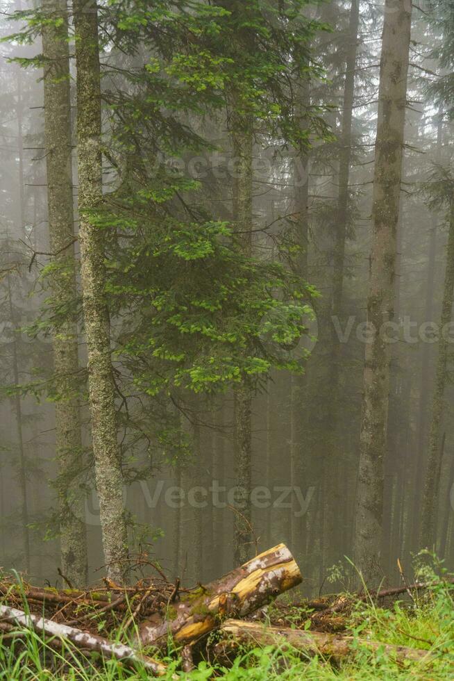 escursioni a piedi nel il austriaco Alpi foto