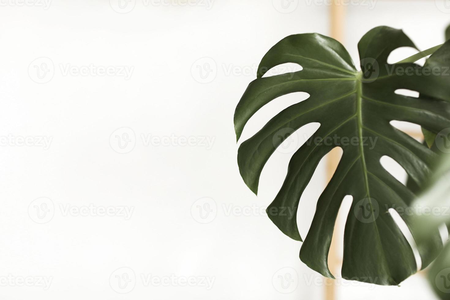 foglie verde scuro di monstera o filodendro a foglia divisa, monstera deliciosa, la pianta del fogliame tropicale che cresce allo stato selvatico isolato su sfondo bianco. messa a fuoco selettiva foto