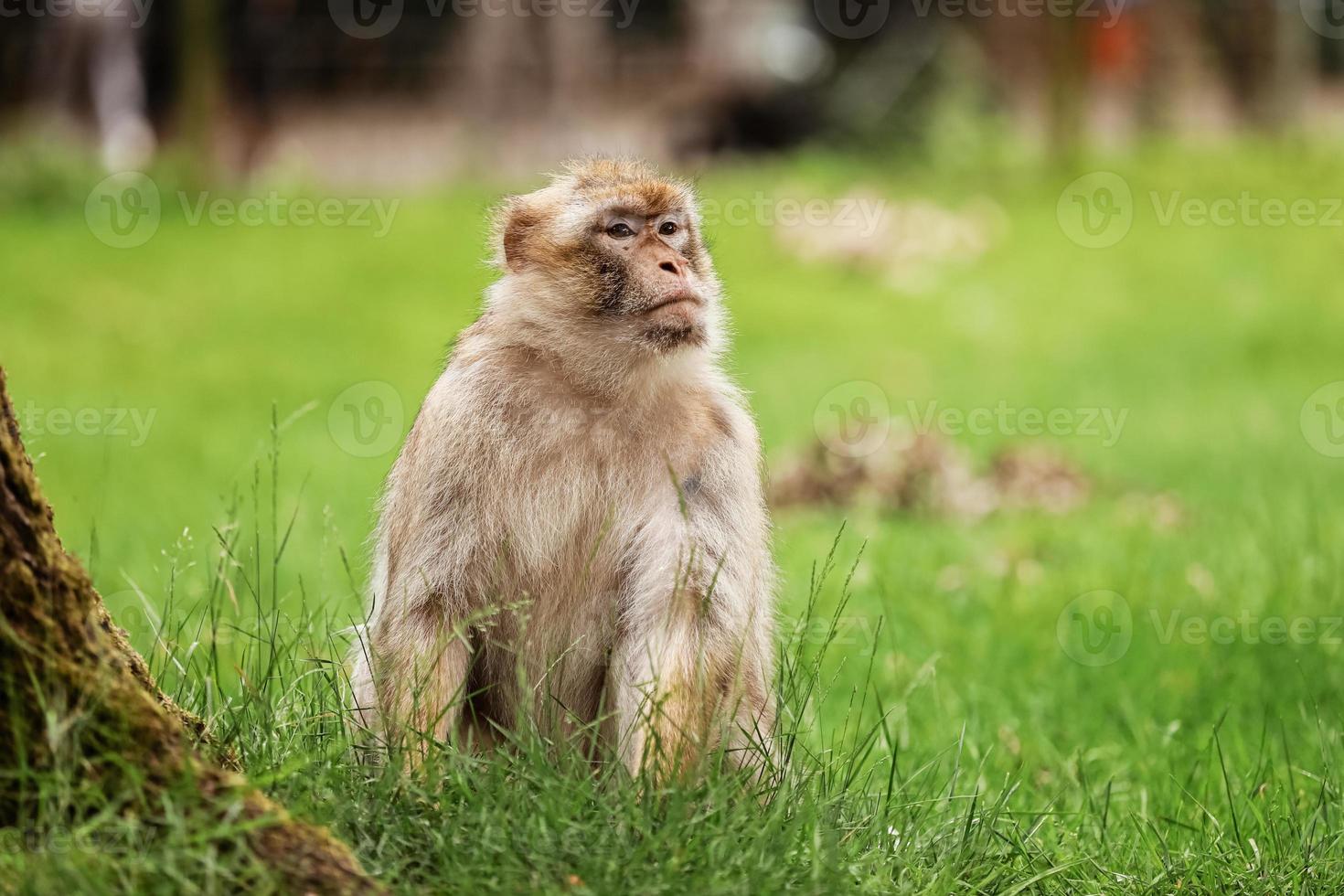 ritratto di una scimmia nel parco. famiglia di scimmie selvatiche nella foresta delle scimmie sacra. le scimmie vivono in un ambiente naturale foto