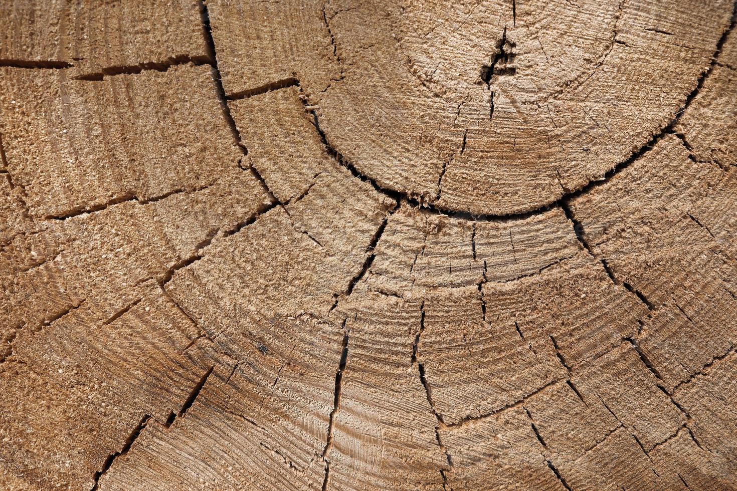 struttura in legno di un tronco d'albero con bellissime sfumature dorate. foto