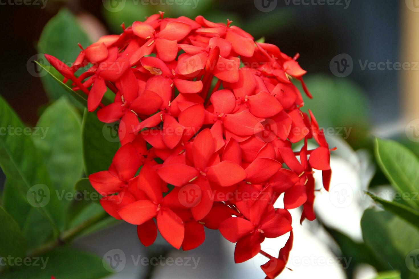 infiorescenze di ortensia paniculata di il rossetto diamante foto