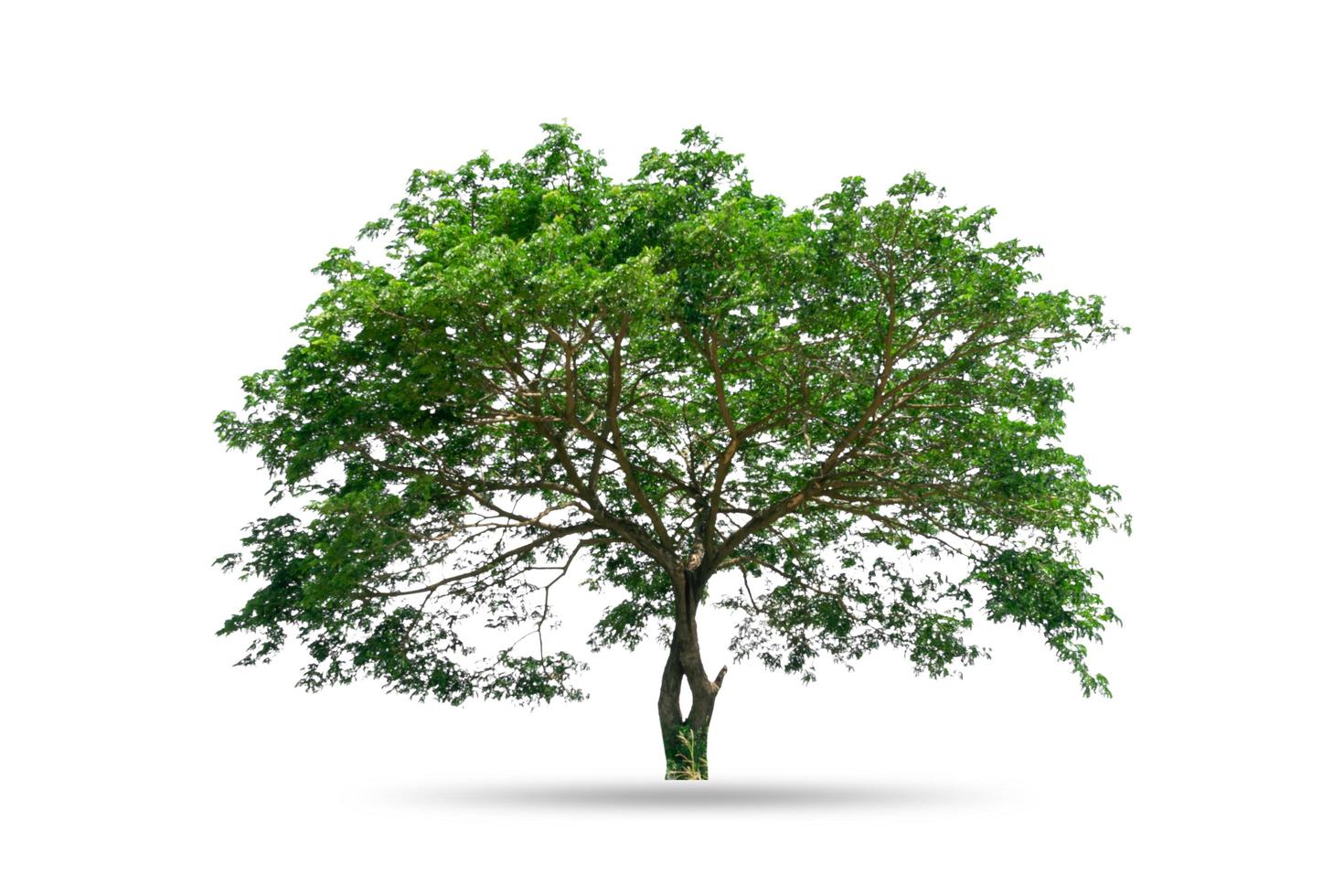 albero verde isolato su sfondo bianco foto
