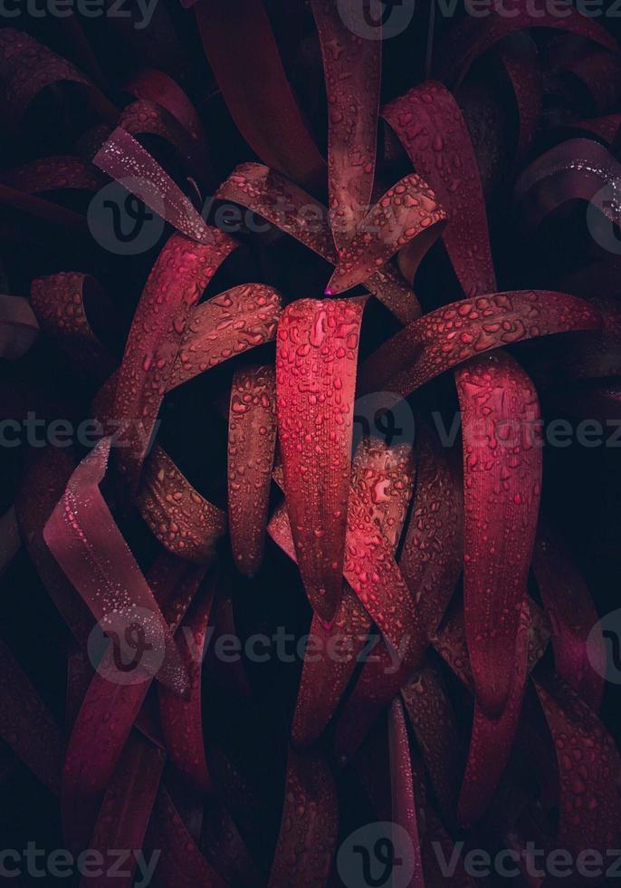 foglie di piante rosse nella stagione autunnale foto