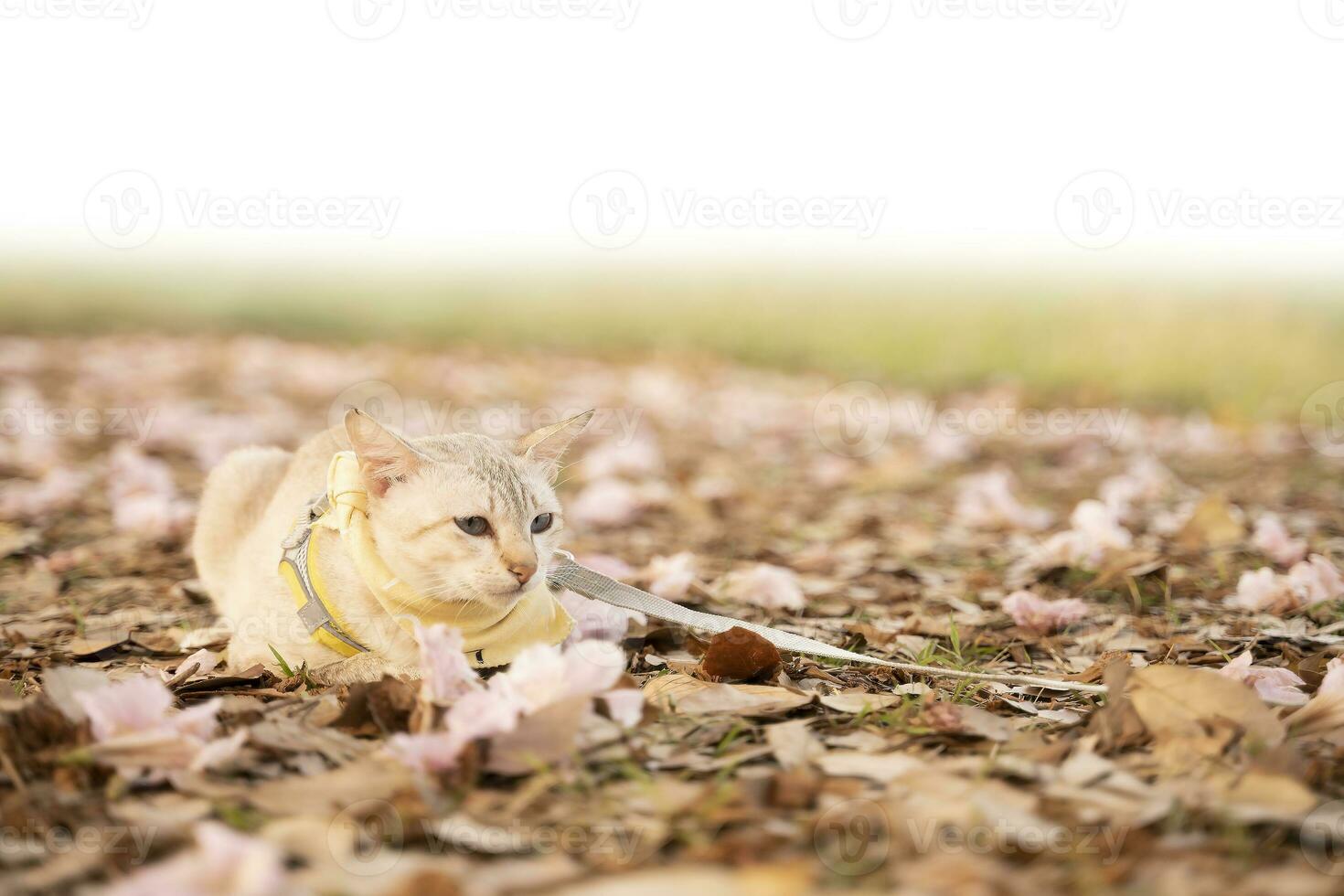 Marrone gatto dire bugie nel il erba su natura sfondo foto