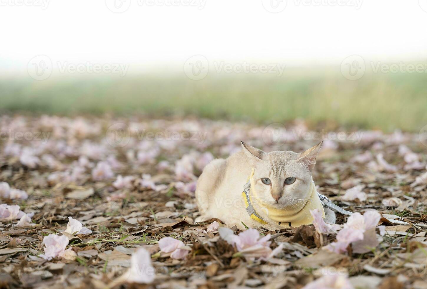 Marrone gatto dire bugie nel il erba su natura sfondo foto