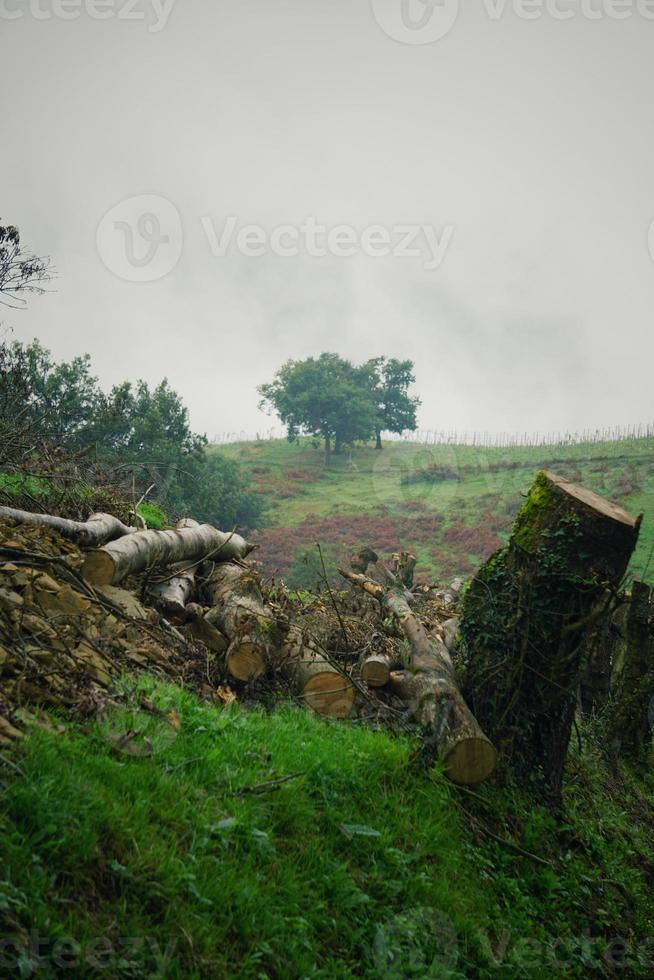 alberi nella foresta nella stagione primaverile foto