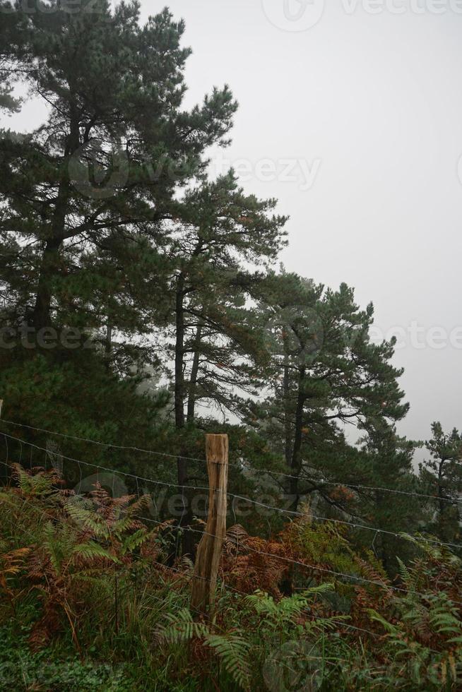 alberi nella foresta nella stagione primaverile foto