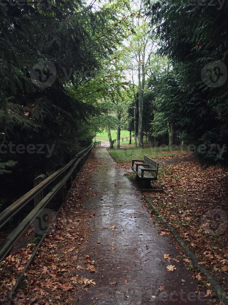 strada con vegetazione verde nella foresta foto