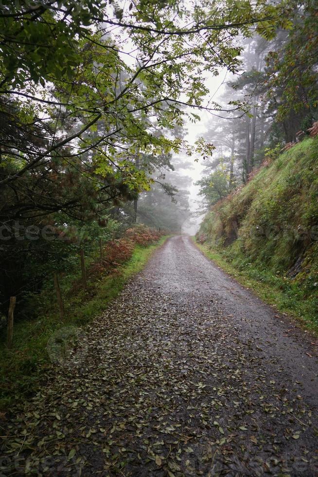 strada con vegetazione verde nella foresta foto