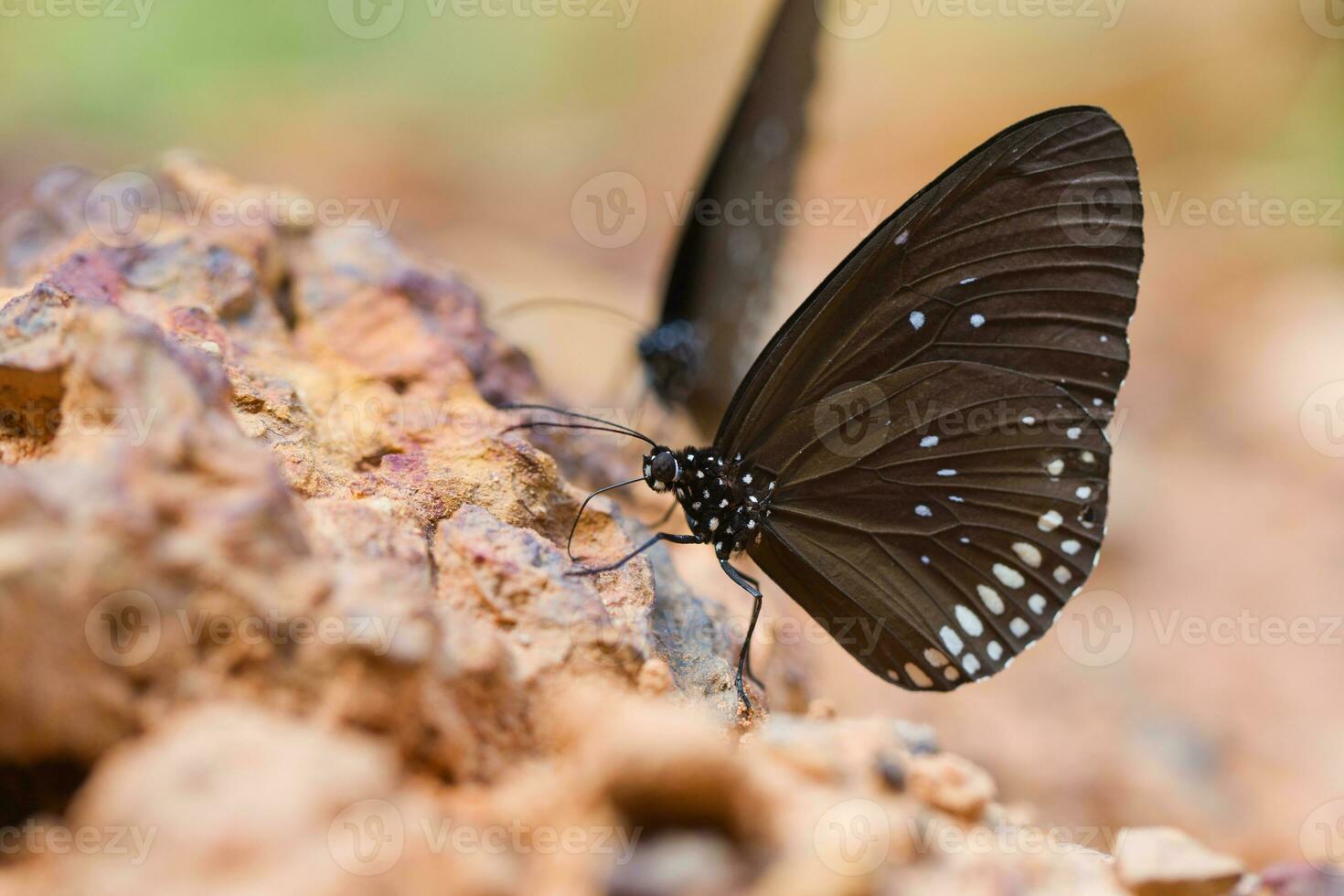 il farfalla Comune corona mangiato minerale su sabbia. foto