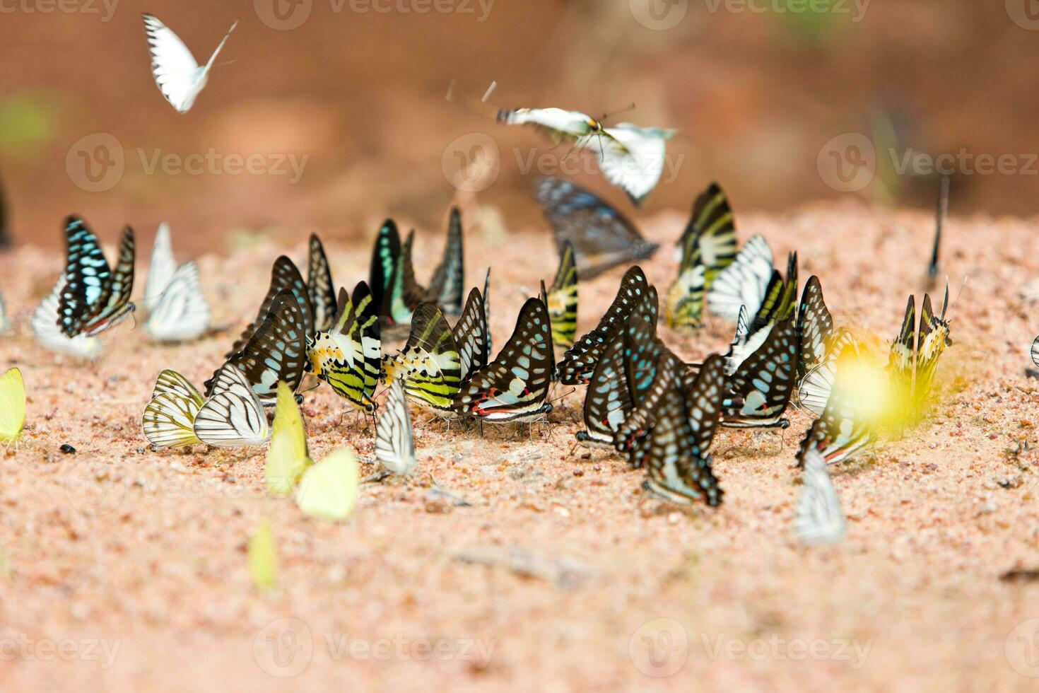 gruppo di farfalle Comune ghiandaia mangiato minerale su sabbia. foto