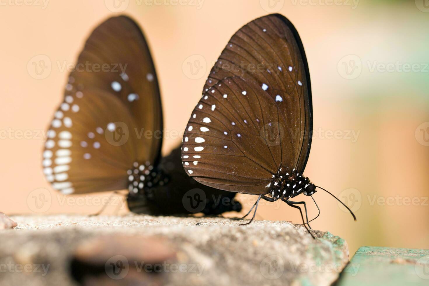 il farfalle Comune corona mangiato minerale su pietra. foto