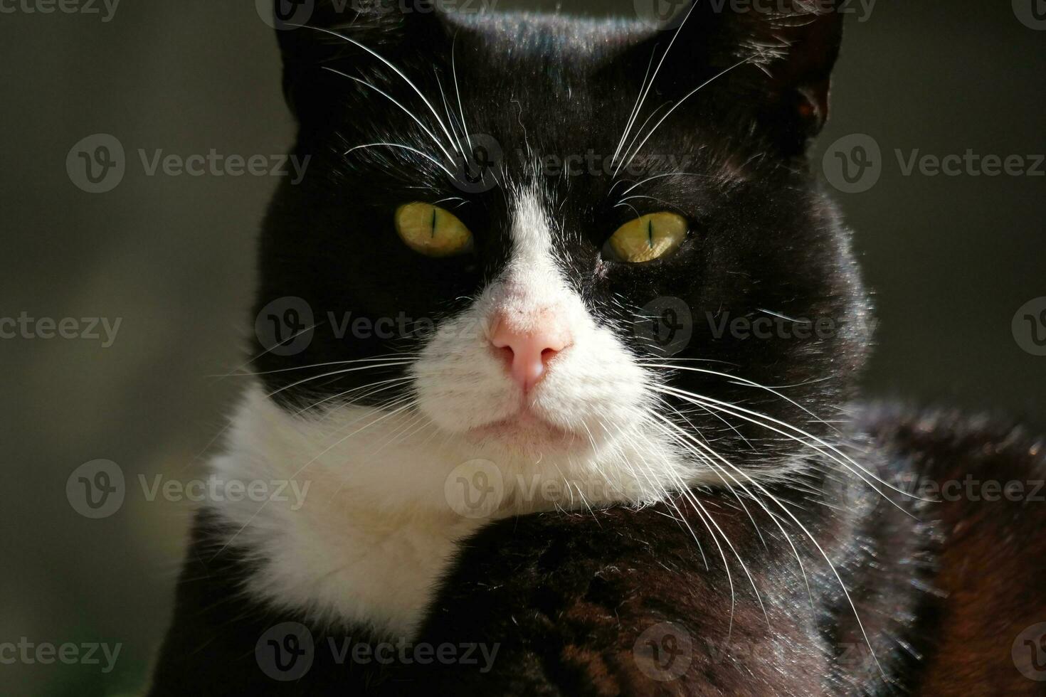 carino persiano gatto è in posa nel un' casa giardino a luton cittadina di Inghilterra UK foto