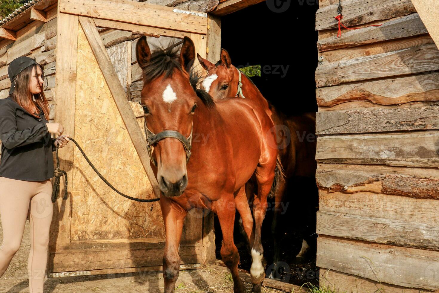 un' ragazza prende un' cavallo con un' puledro per un' camminare su un' estate sera foto