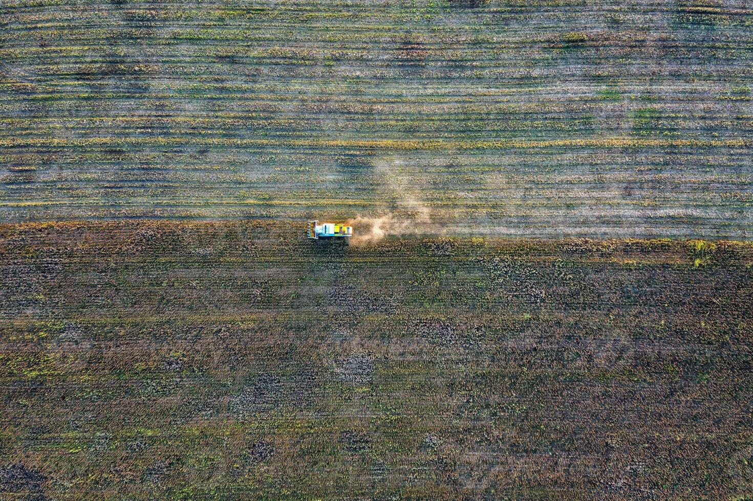 aereo Visualizza fuco di raccogliere campo con trattore falcia asciutto girasole. raccolta nel il campi. superiore Visualizza foto