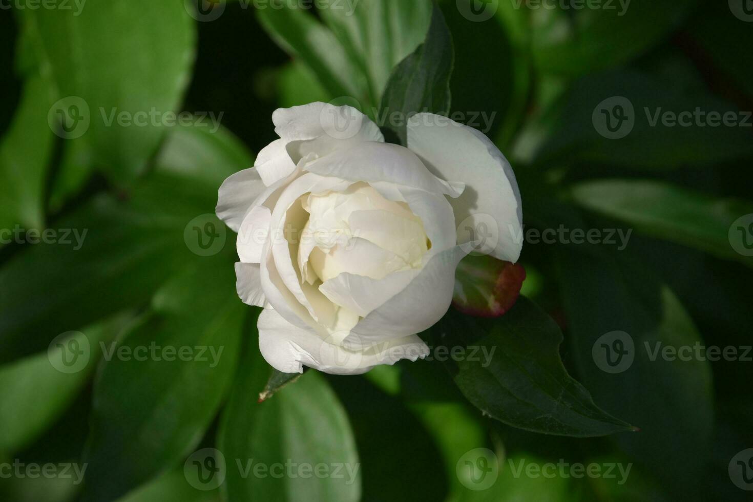 gemmazione e fioritura Perfetto bianca peonia fiorire foto