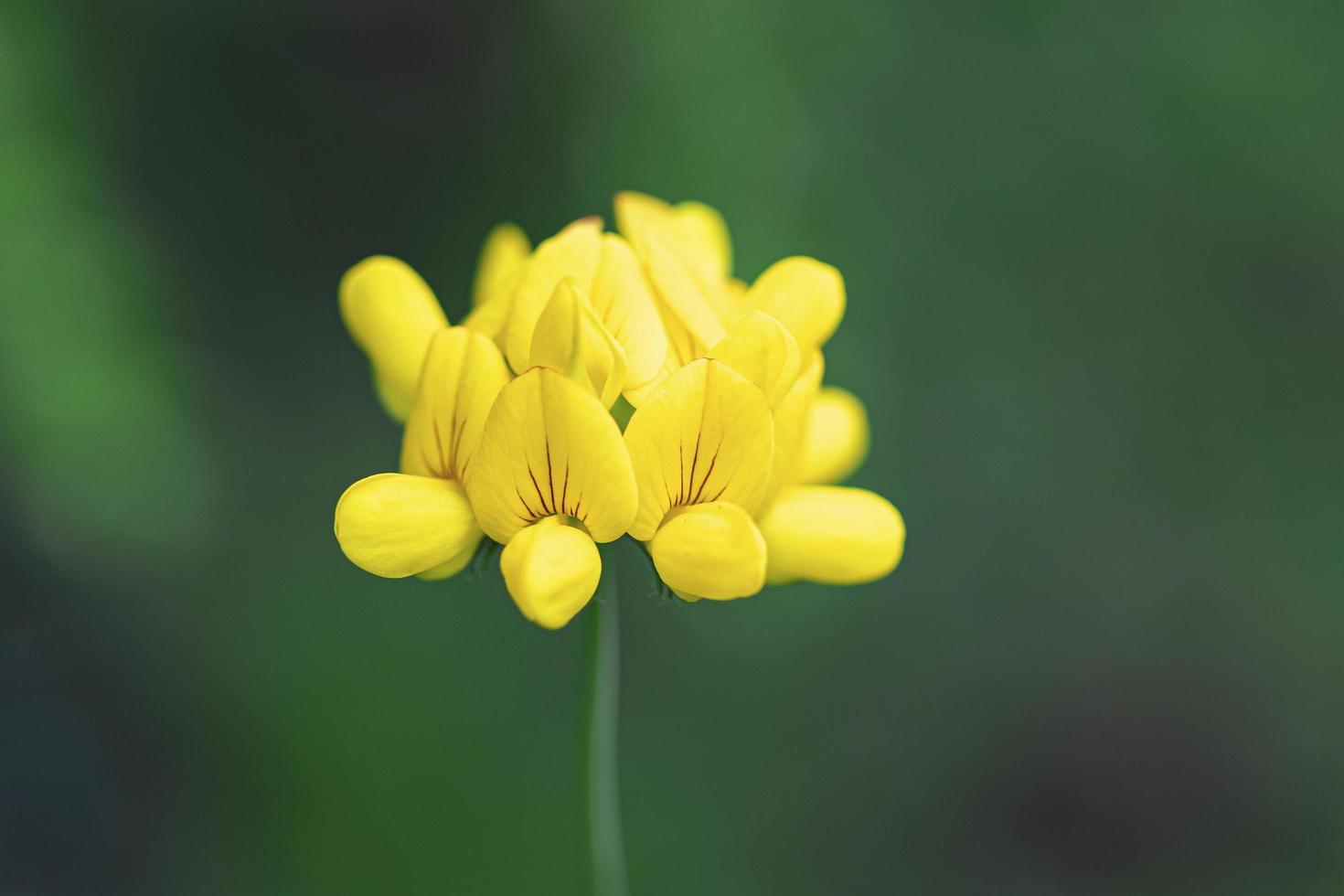 primo piano del fiore giallo foto